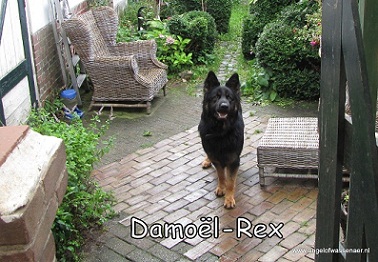 De prachtige Damoël-Rex, mooie zwart-bruine Oudduitse Herder